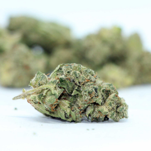 Jet Fuel Gelato Strain is a meticulously crafted hybrid, renowned for its balanced yet powerful effects. Created by crossing Jet Fuel, a sativa-do...