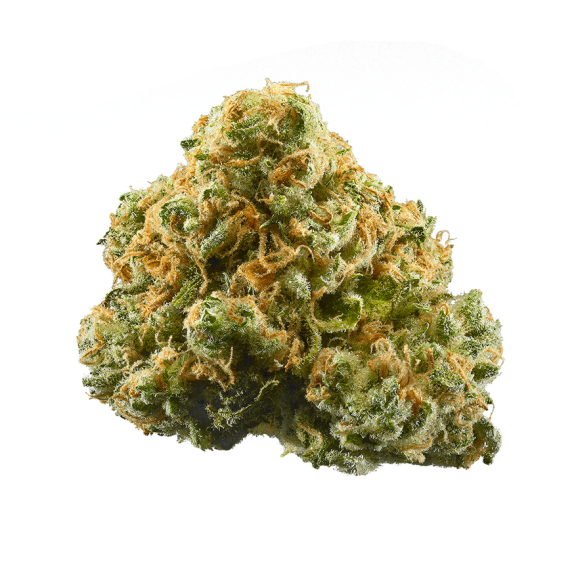 Pineapple Express Weed Strain is a carefully crafted hybrid strain that beautifully marries the genetics of Trainwreck and Hawaiian. The result? A flavorful and aromatic masterpiece that captivates both novice and seasoned cannabis enthusiasts alike. This sativa-dominant hybrid boasts a THC content that typically ranges between 18% and 25%, ensuring a potent and long-lasting experience.